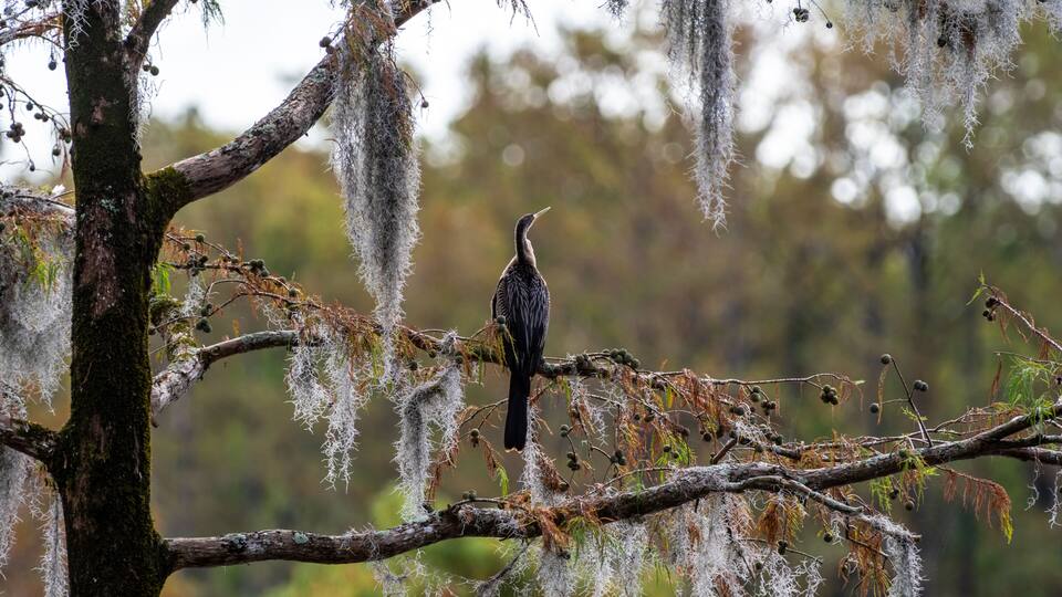 A bird perched on a branch with moss and lichen, surrounded by trees and a blurred natural background.