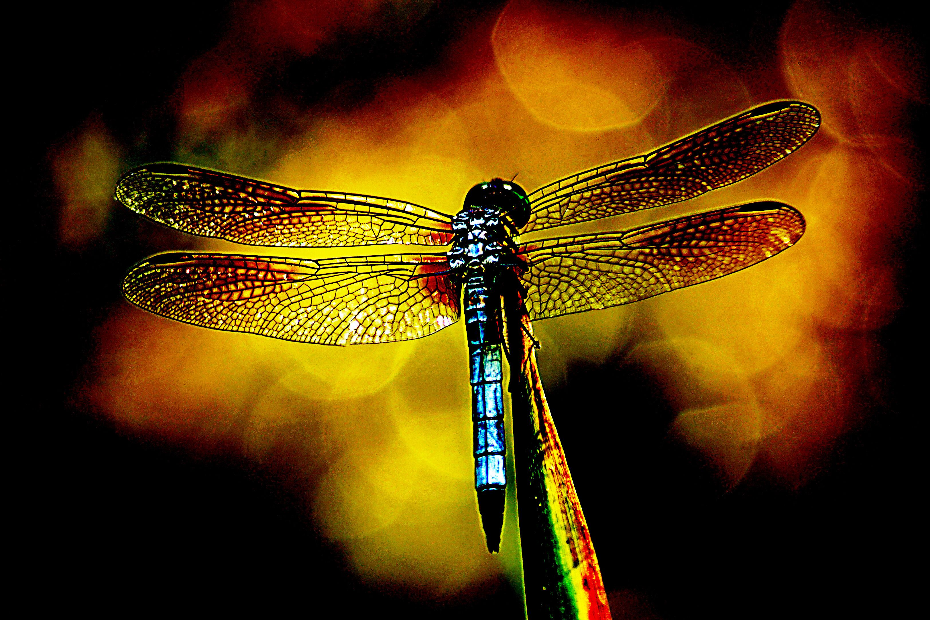 In an area park I caught this dragonfly sunning itself. Post processing exaggerated the colors somewhat but really made the details pop. I rather like the effect.