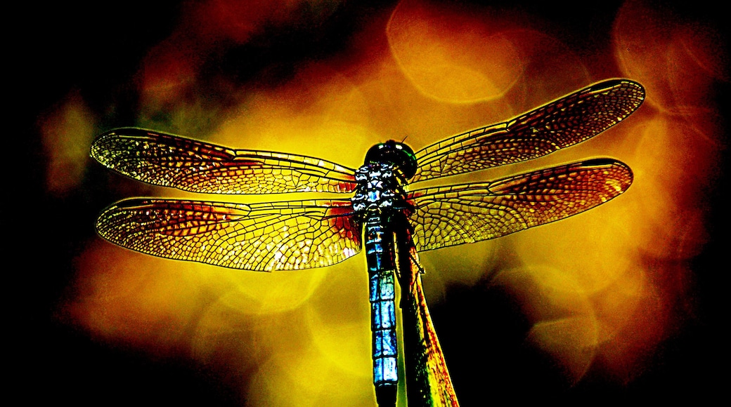 In an area park I caught this dragonfly sunning itself. Post processing exaggerated the colors somewhat but really made the details pop. I rather like the effect.