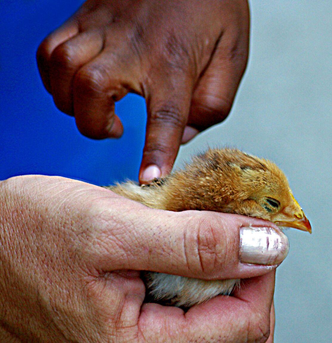 The city had a street carnival.  It included as small animal petting area. The little girl and the adult handler bonded over a little chick.  I like to refer to this shot as "First Touch."