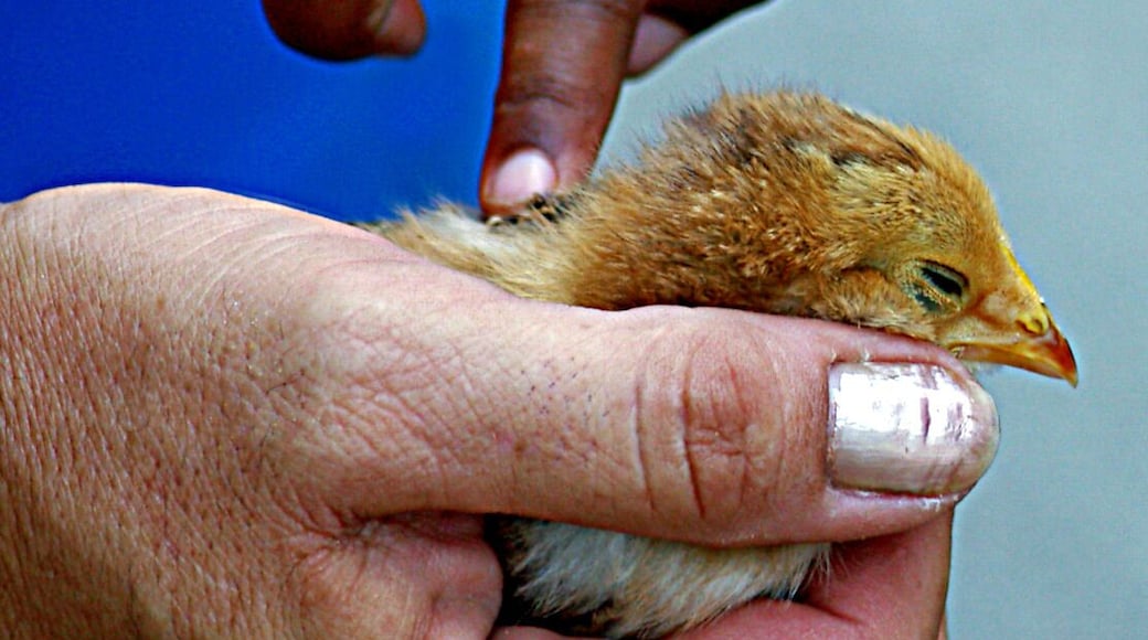 The city had a street carnival. It included as small animal petting area. The little girl and the adult handler bonded over a little chick. I like to refer to this shot as "First Touch."