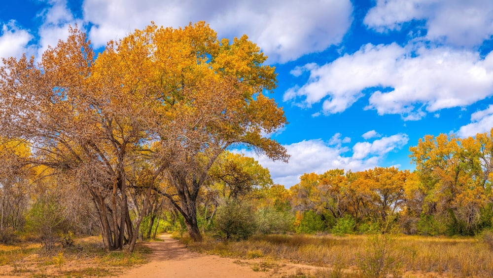 Vibrant golden autumn leaves of Cottonwood trees at Paseo del Bosque Trail along the Rio Grande River in Albuquerque, New Mexico, USA