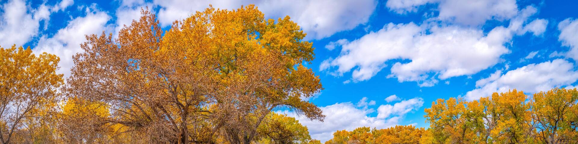 Vibrant golden autumn leaves of Cottonwood trees at Paseo del Bosque Trail along the Rio Grande River in Albuquerque, New Mexico, USA