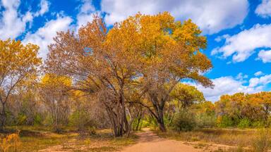Vibrant golden autumn leaves of Cottonwood trees at Paseo del Bosque Trail along the Rio Grande River in Albuquerque, New Mexico, USA