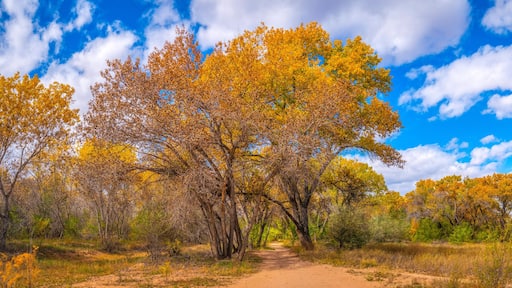 Vibrant golden autumn leaves of Cottonwood trees at Paseo del Bosque Trail along the Rio Grande River in Albuquerque, New Mexico, USA