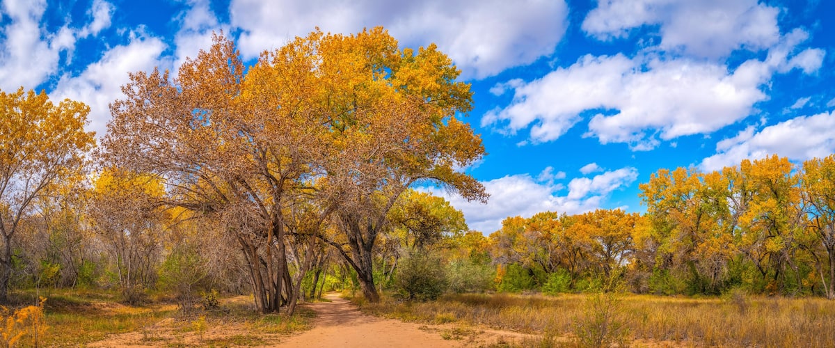 A dirt path through a forest with autumn-colored trees and a clear blue sky.
