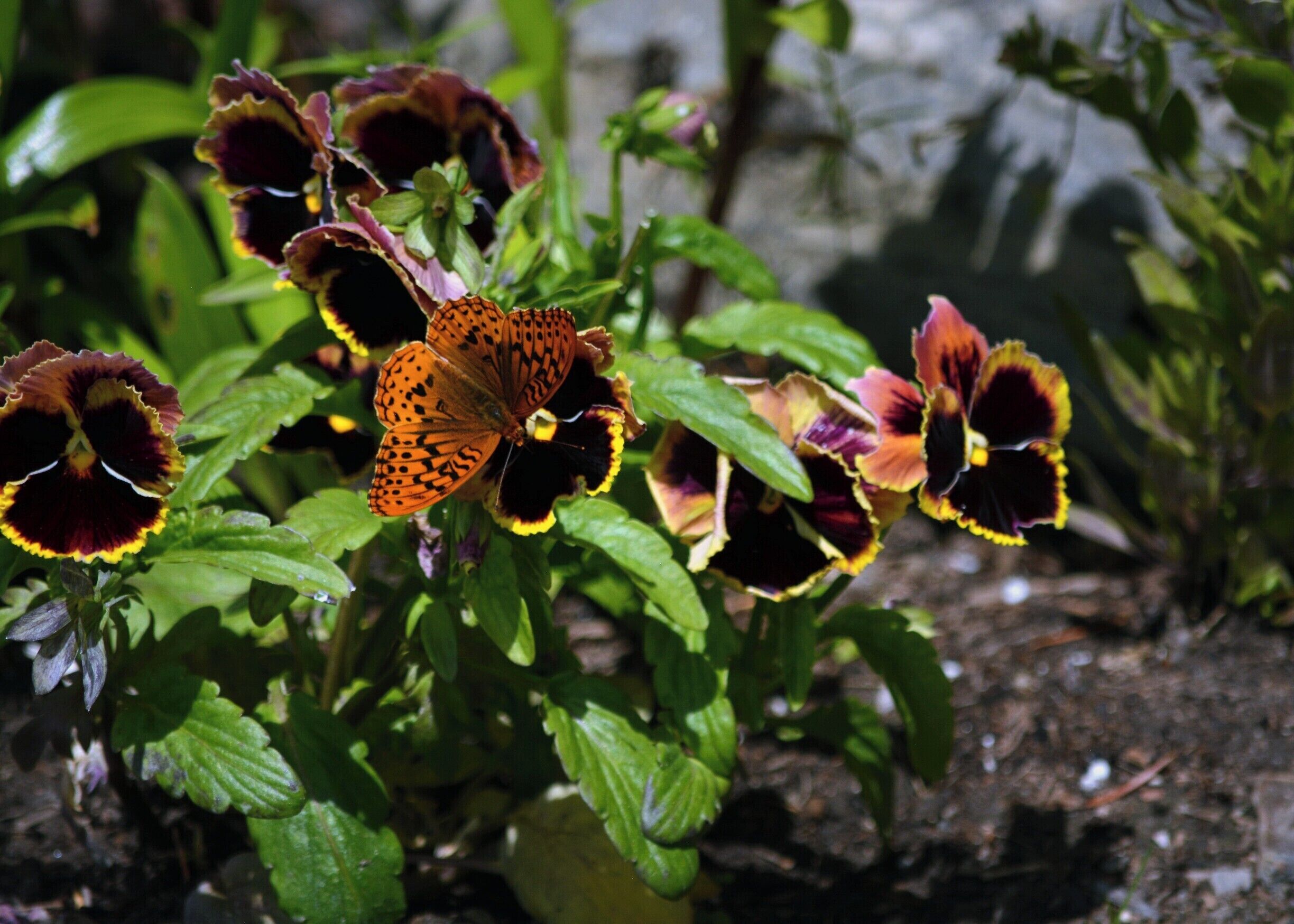 Can you spot the butterfly on the pansy?  Our gardens attract hummingbirds, butterflies and bats (at night).