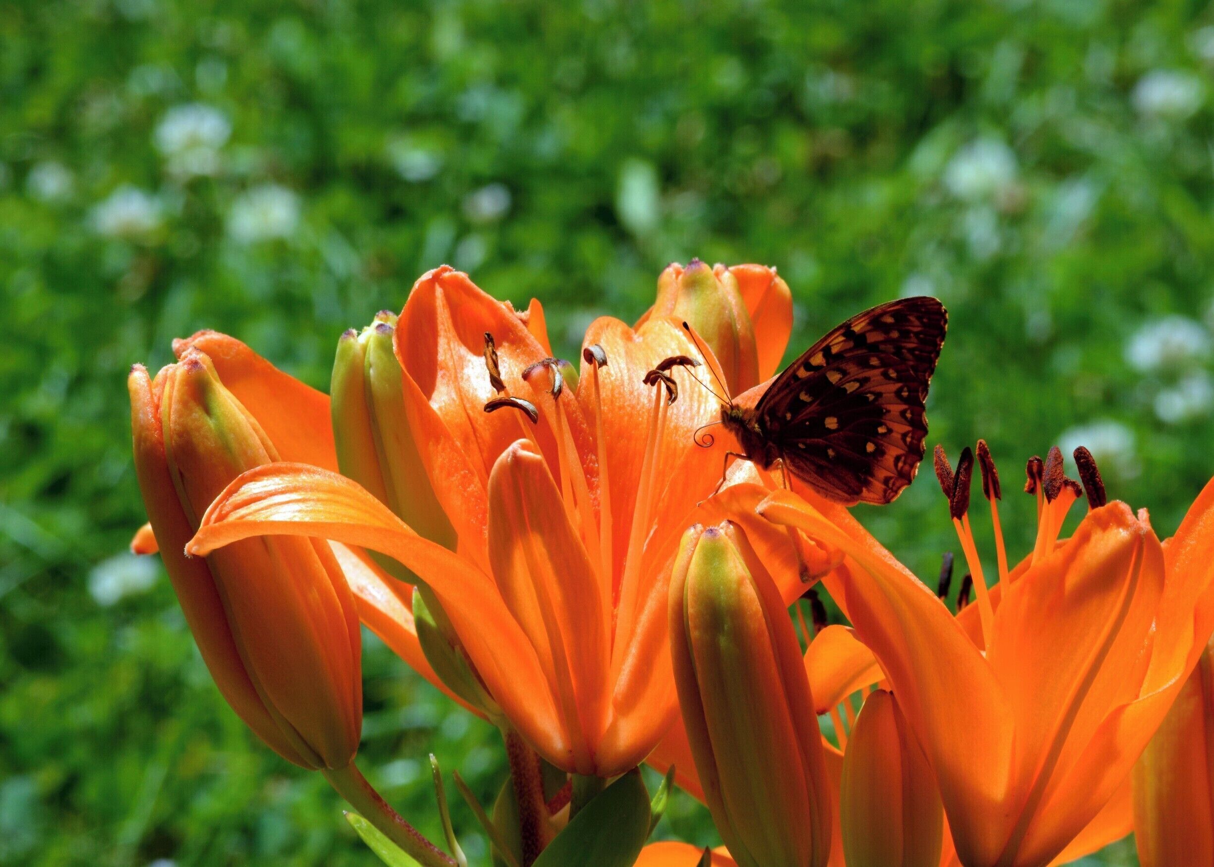 Our talented guest, Shylah Perkins took this closeup of a butterfly on a lily.  The butterflies love all the flowers!