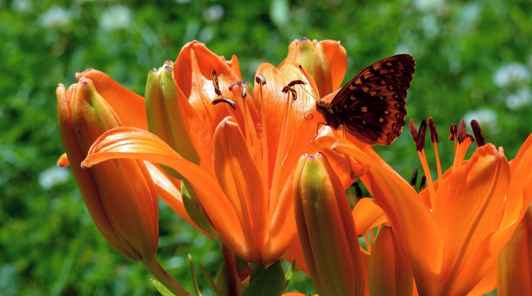 Our talented guest, Shylah Perkins took this closeup of a butterfly on a lily. The butterflies love all the flowers!
