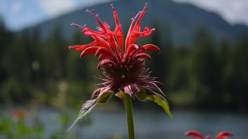 The hummingbirds are crazy for the bee balm in the summer. The nectar is delicious and the color is the best--red!