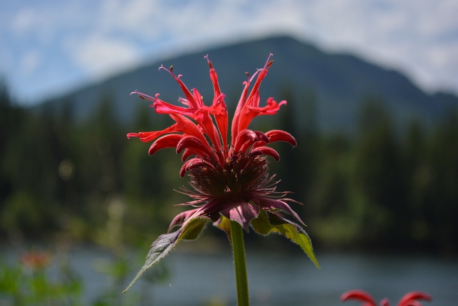 The hummingbirds are crazy for the bee balm in the summer. The nectar is delicious and the color is the best--red!
