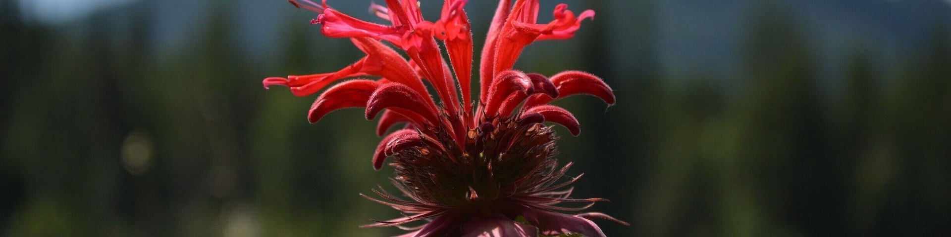 The hummingbirds are crazy for the bee balm in the summer.  The nectar is delicious and the color is the best--red!