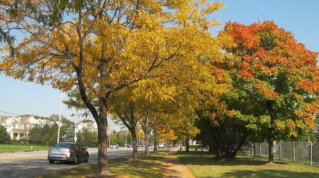 Mount Prospect - lazy town but very soothing