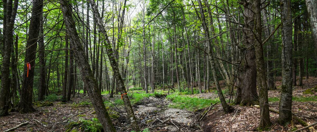 Beautiful enchanted forest and stream background in Western Massachusetts.