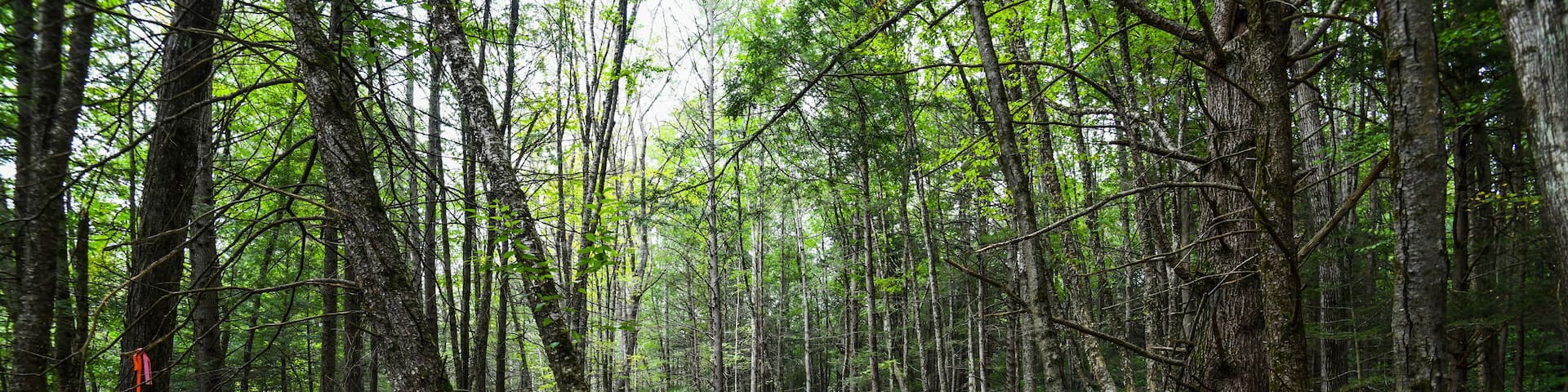 Beautiful enchanted forest and stream background in Western Massachusetts.