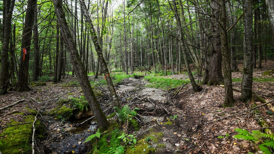 Beautiful enchanted forest and stream background in Western Massachusetts.