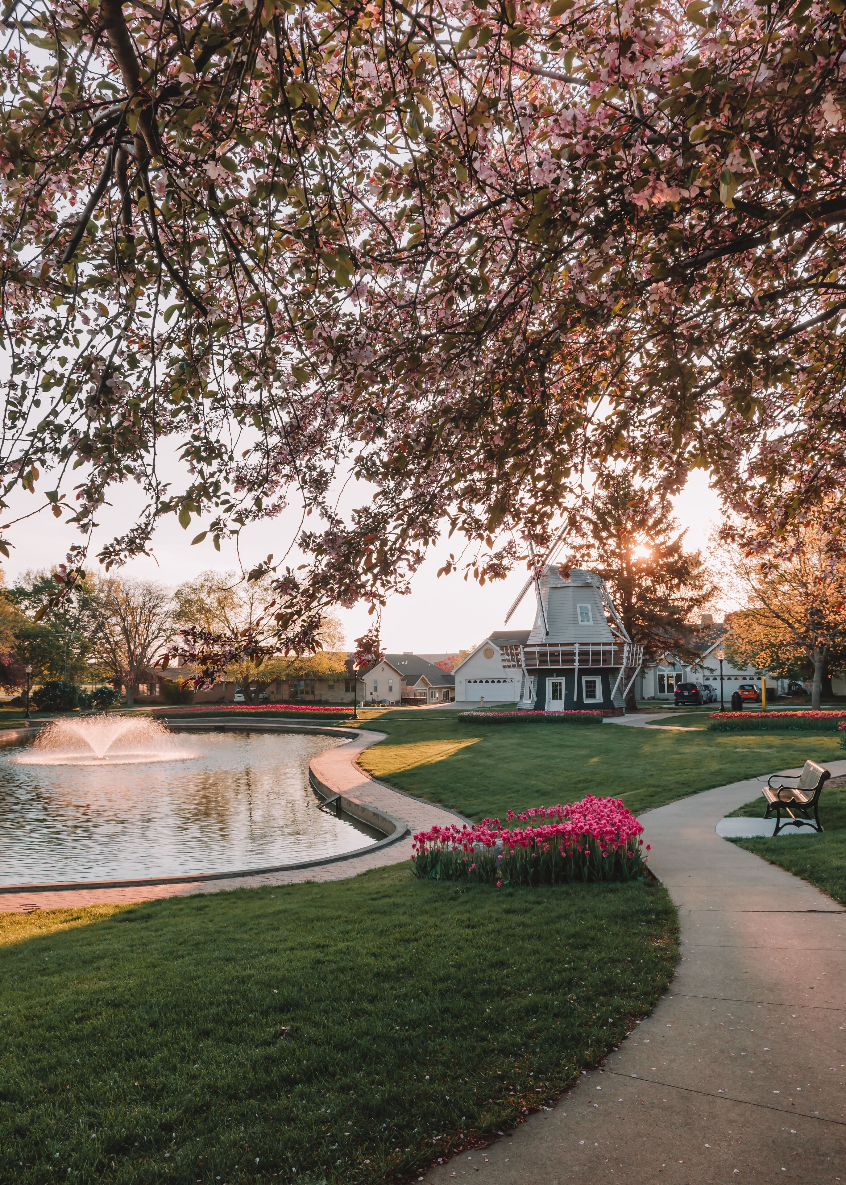Cement sidewalk with beds of pink tulips leading around Pella&#x27;s Sunken Gardens Park at sunrise. Manicured grass with beds of tulips, pond, Dutch windmill, fountain, and iron bench in Pella, Iowa, USA.