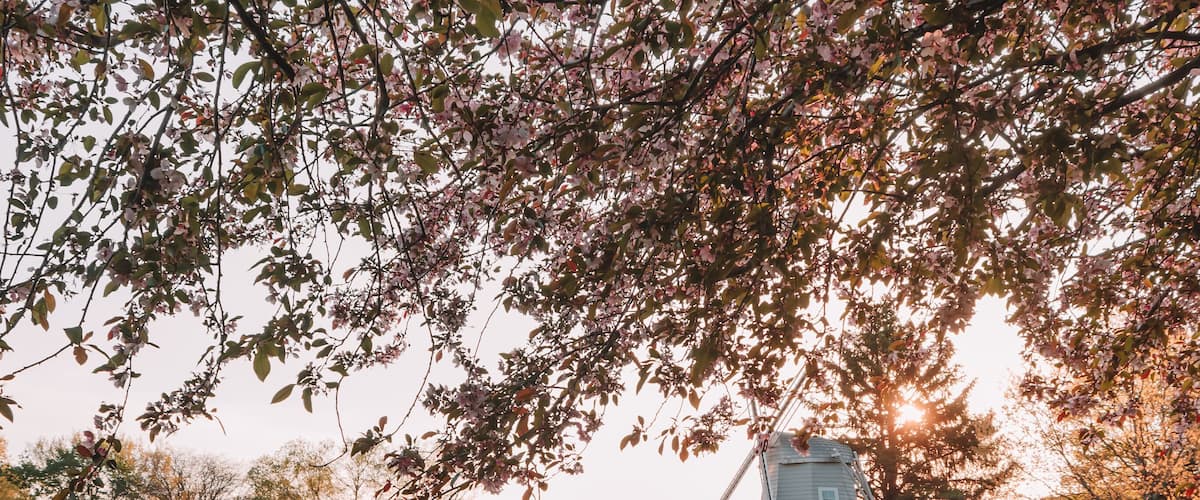 Cement sidewalk with beds of pink tulips leading around Pella's Sunken Gardens Park at sunrise. Manicured grass with beds of tulips, pond, Dutch windmill, fountain, and iron bench in Pella, Iowa, USA.