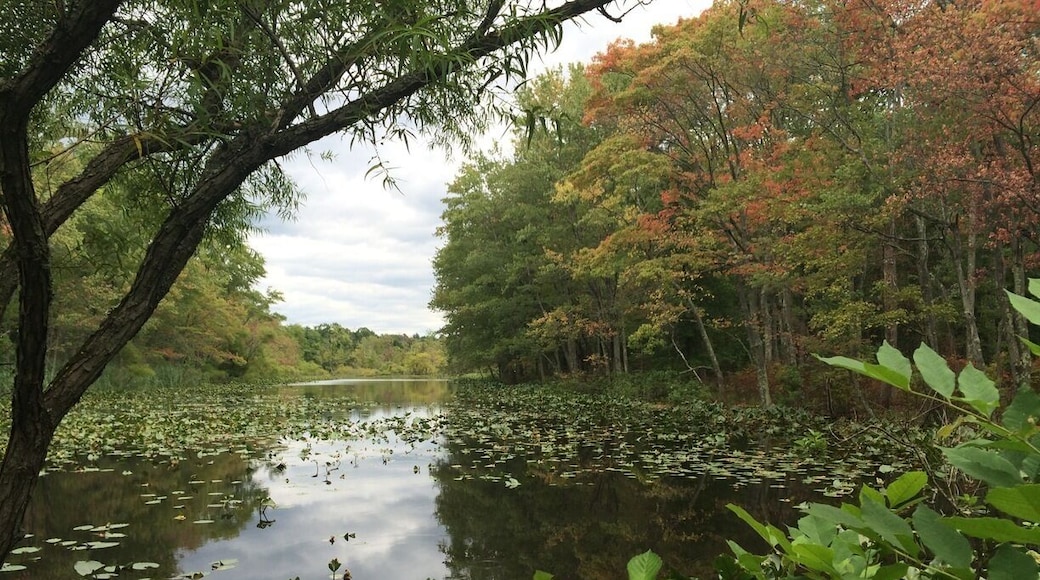 Rare beauty close to home!