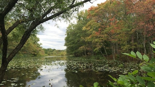 Rare beauty close to home!