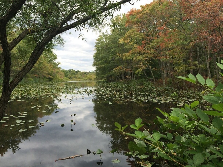 Rare beauty close to home!