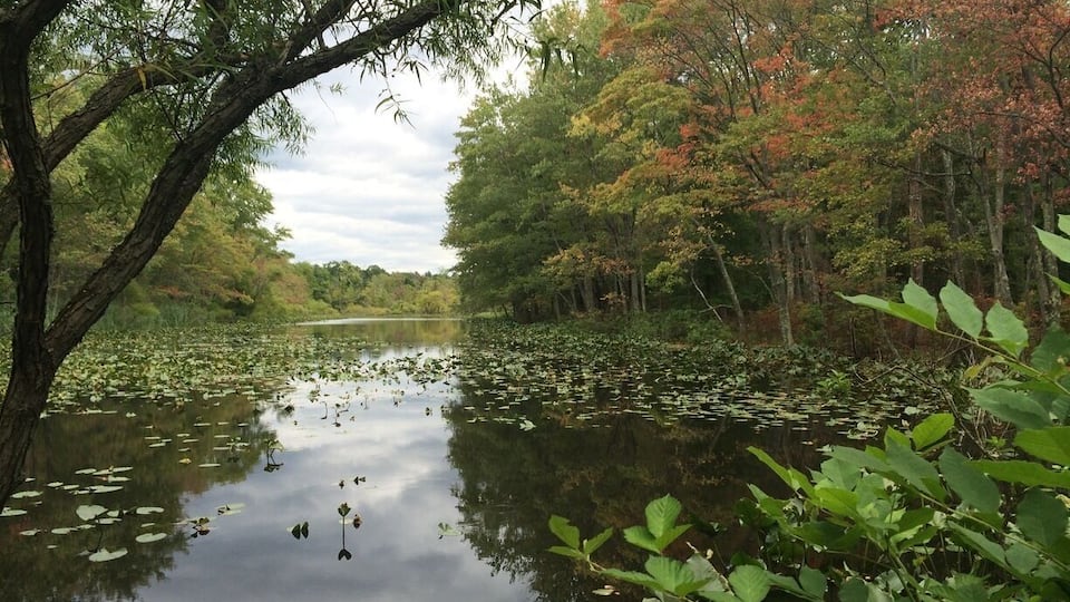 A calm lake surrounded by trees with autumn foliage.