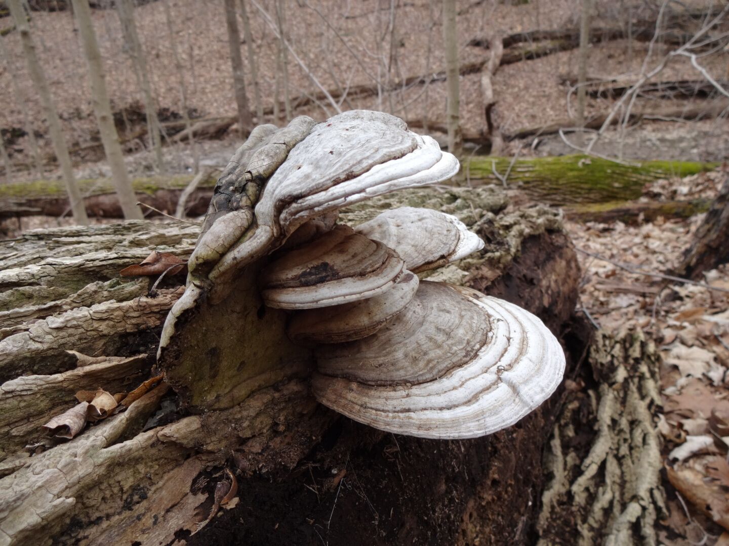 A bracket fungus was growing out from the side of a tree and the the tree fell. The geotropic response of the fungus kicked in and the fungus continued growing parallel to the horizon. 

Knox Woods State Nature Preserve is located inside Wolf Run Regional Park. The entrance to the trail-head can be accessed from the parking lot of the Opportunity Knox Employment Center (Get it?)
