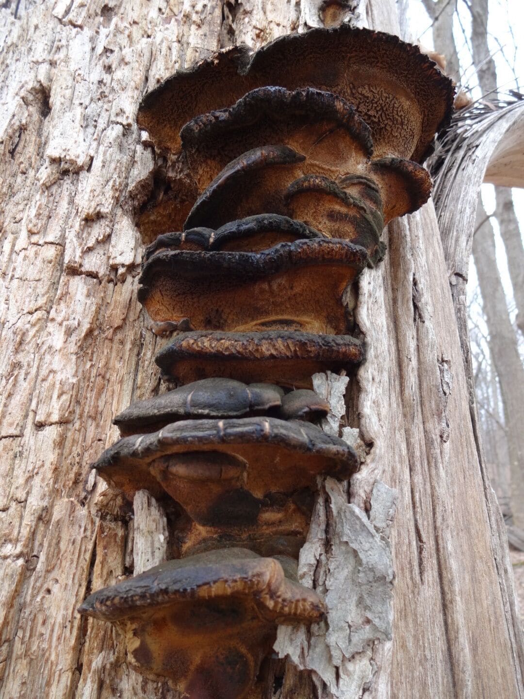 A high rise condo community of old woody polyphores stacked up in the crack of a tree trunk.

Knox Woods State Nature Preserve is located inside Wolf Run Regional Park. The entrance to the trail-head can be accessed from the parking lot of the Opportunity Knox Employment Center (Get it?)