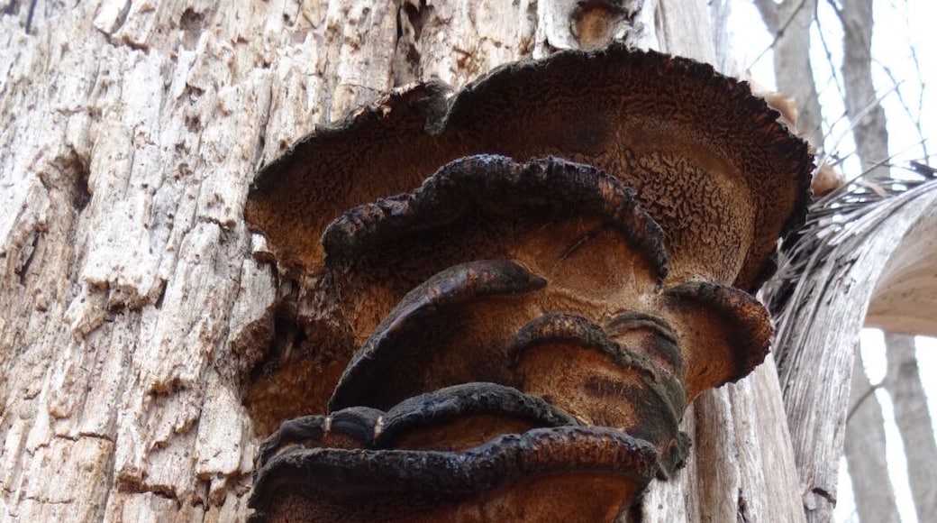 A high rise condo community of old woody polyphores stacked up in the crack of a tree trunk.
Knox Woods State Nature Preserve is located inside Wolf Run Regional Park. The entrance to the trail-head can be accessed from the parking lot of the Opportunity Knox Employment Center (Get it?)