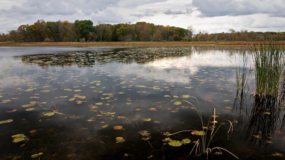 A calm lake with lily pads and reeds, surrounded by trees with autumn foliage under a cloudy sky.