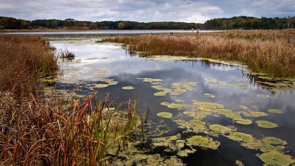 A marshy wetland with water lilies and tall grasses.