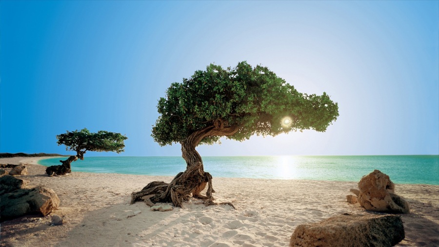 Aruba which includes a sandy beach and landscape views