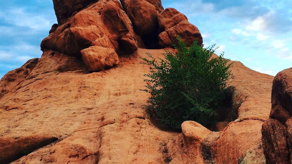 A large reddish rock formation with a small green bush in the foreground.