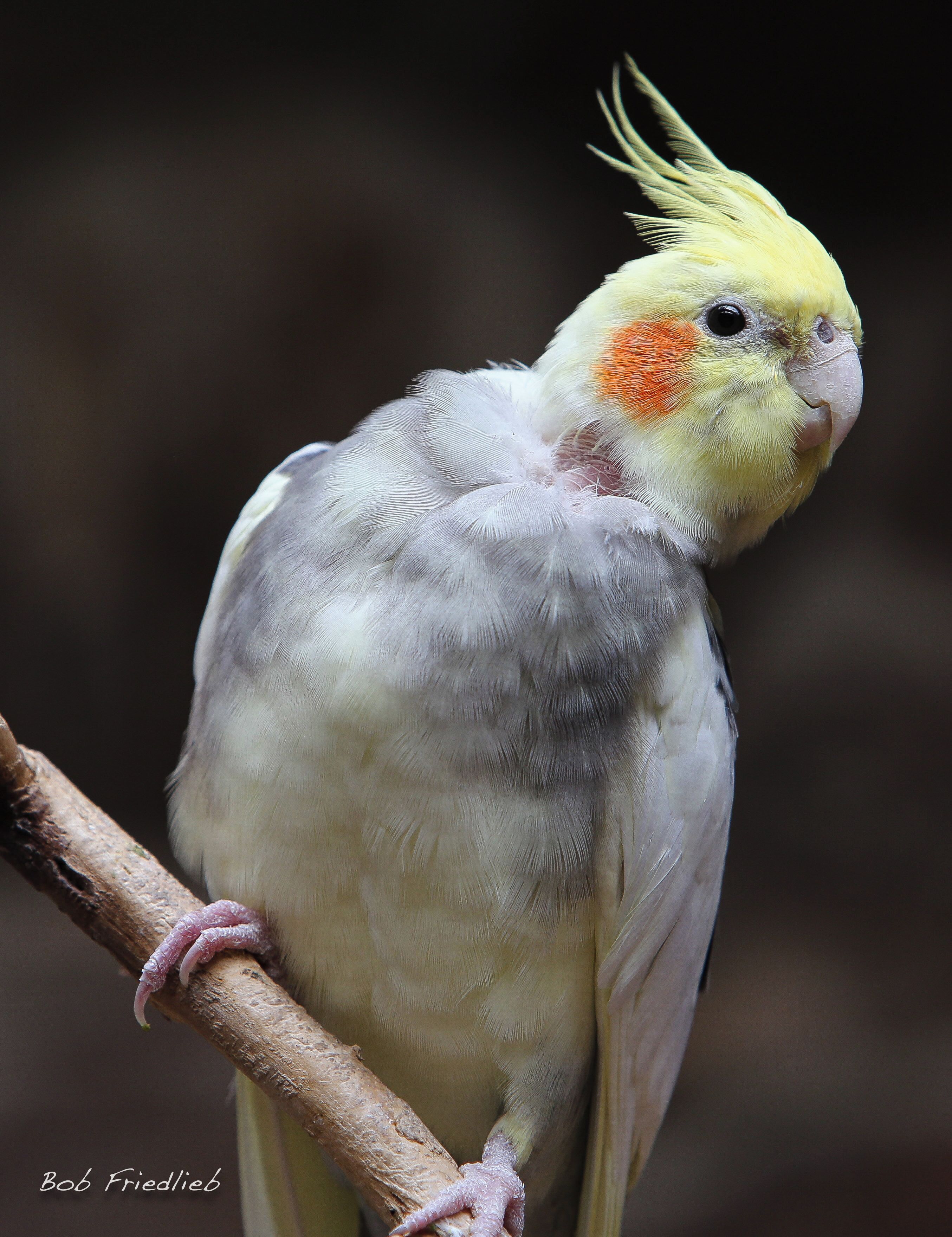 At the bird exhibit Cheyenne Mountain Zoo