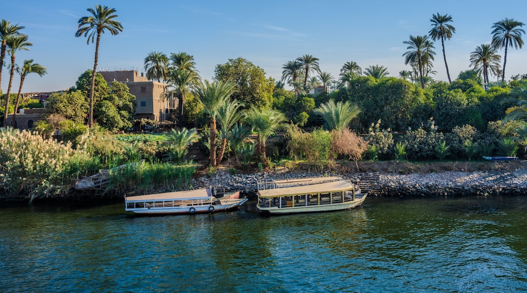 Boats moored along lush Nile riverbank with palm trees
