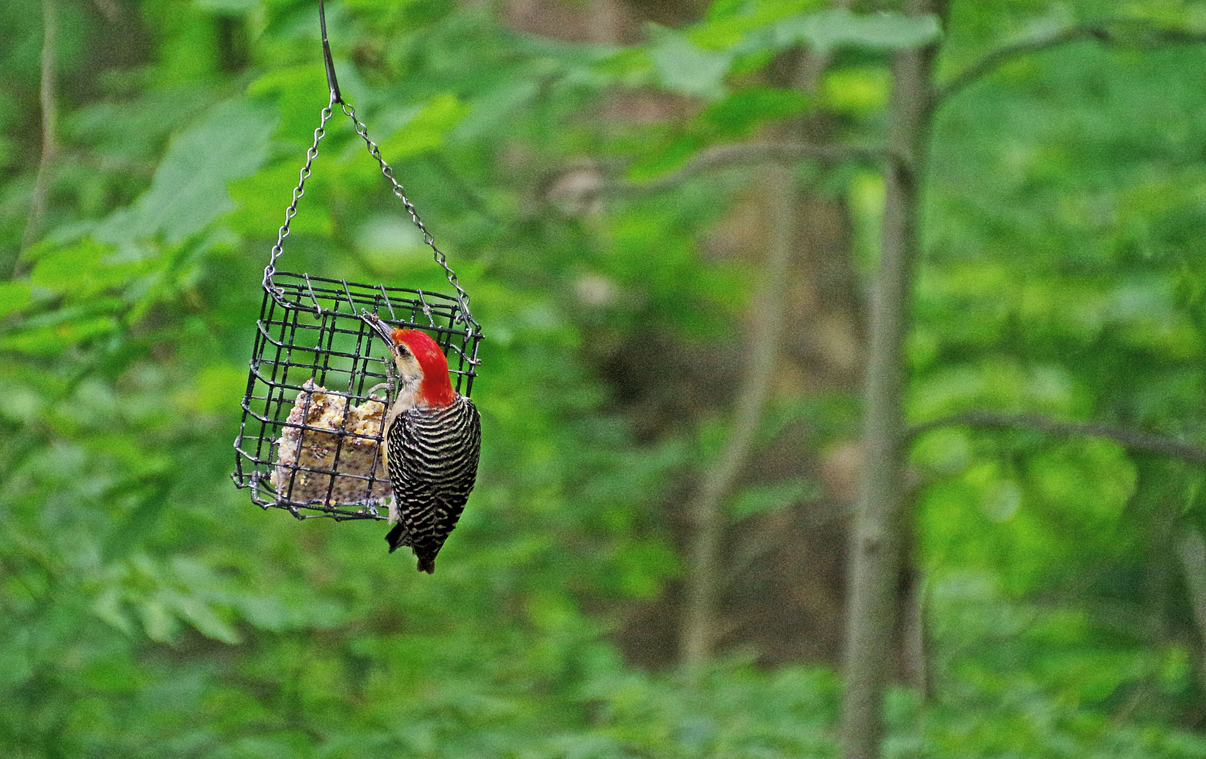 Red Bellied Woodpecker.