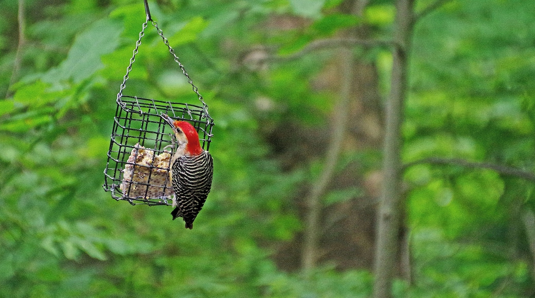 Red Bellied Woodpecker.