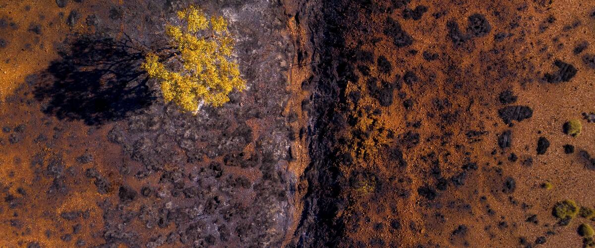 Lone survivor tree in bush fire in remote Australian desert
#ontheroad