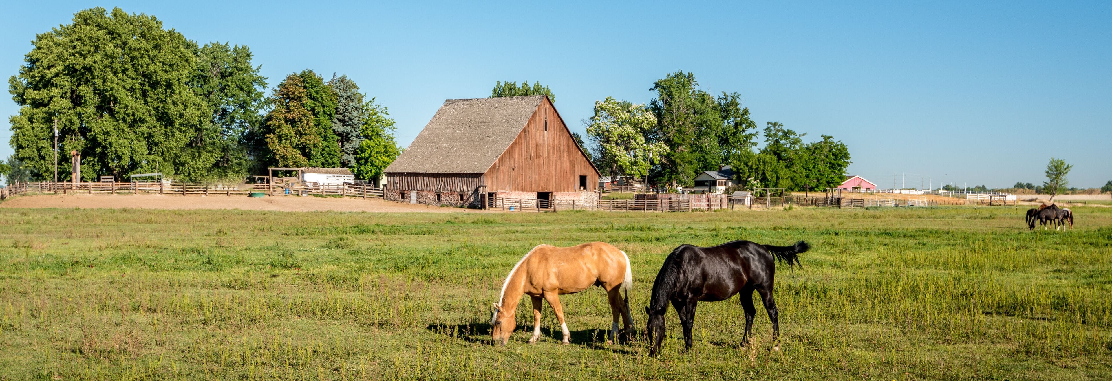 Horses feeding in a field with an old barn