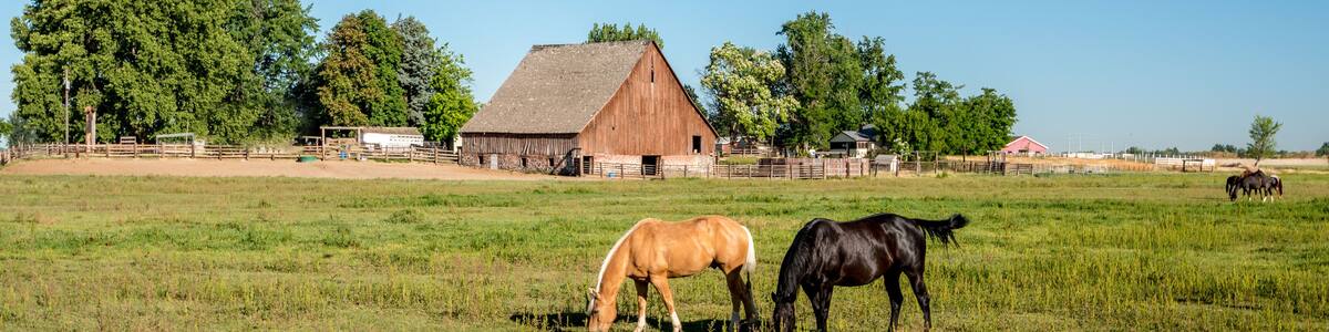 Horses feeding in a field with an old barn