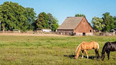 Horses feeding in a field with an old barn