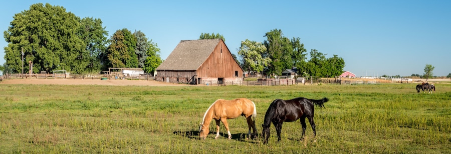 Horses feeding in a field with an old barn