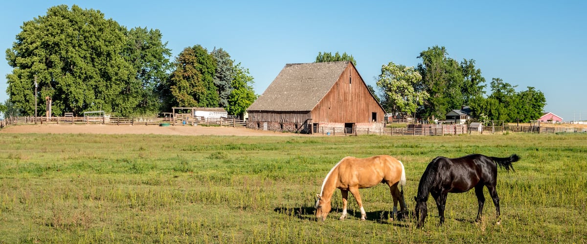 Horses feeding in a field with an old barn