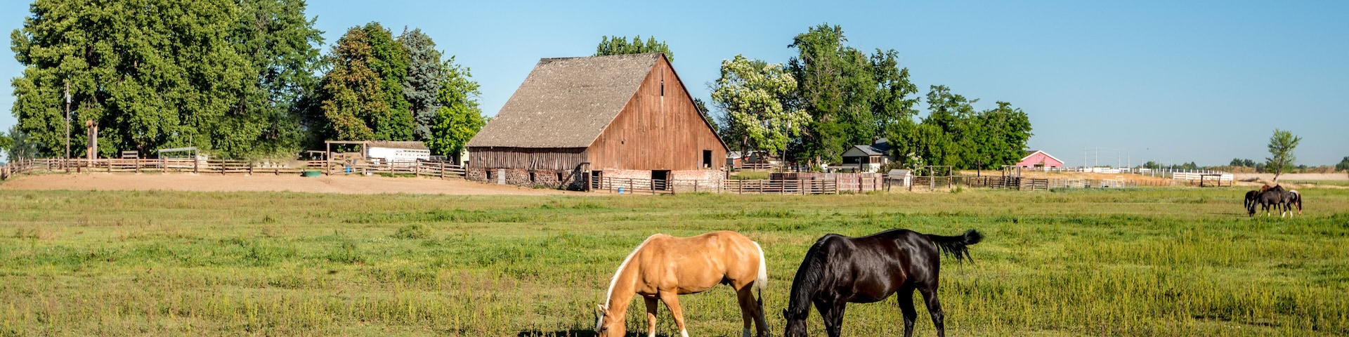 A rural landscape with a barn, trees, and grazing horses.