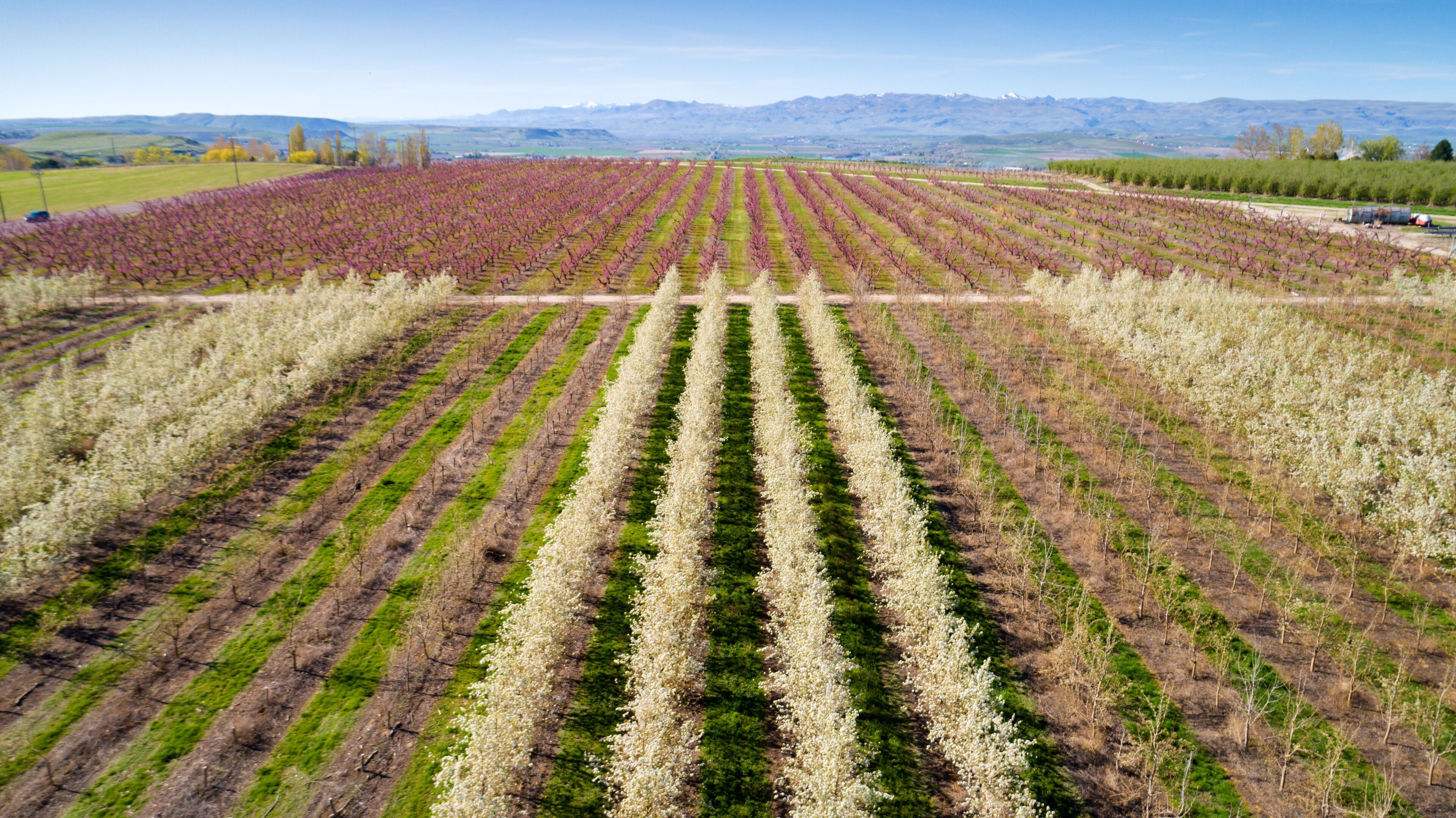 Aerial view of a fruit tree farm orchard in the spring time with flowering trees