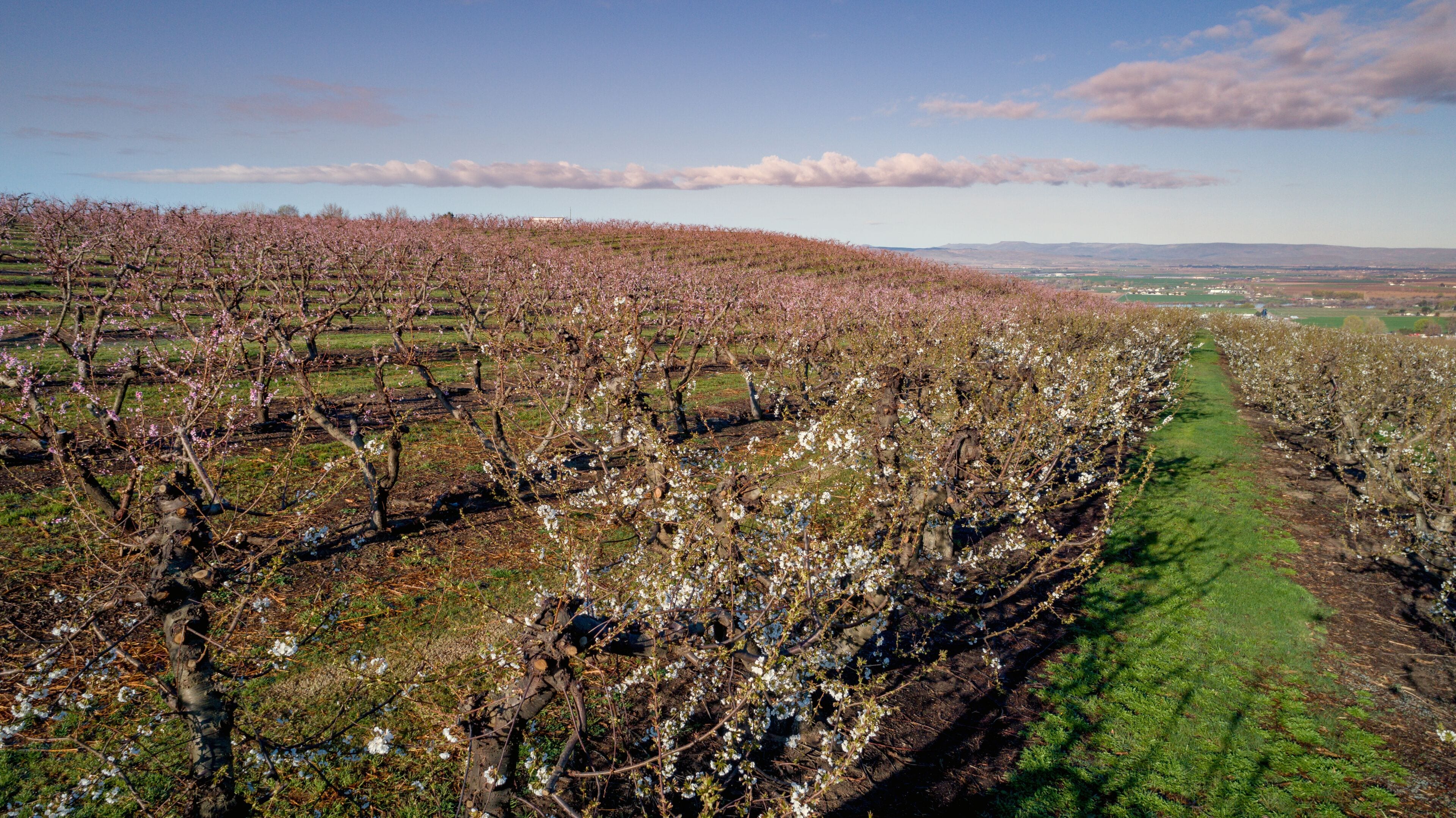 aerial view of a fruit orchard in southern Idaho