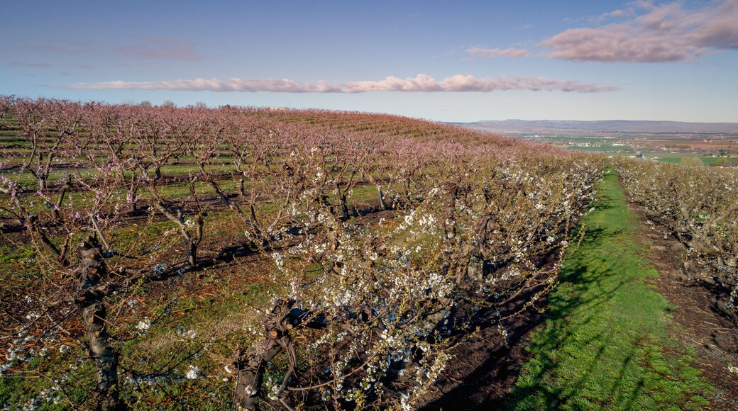 aerial view of a fruit orchard in southern Idaho