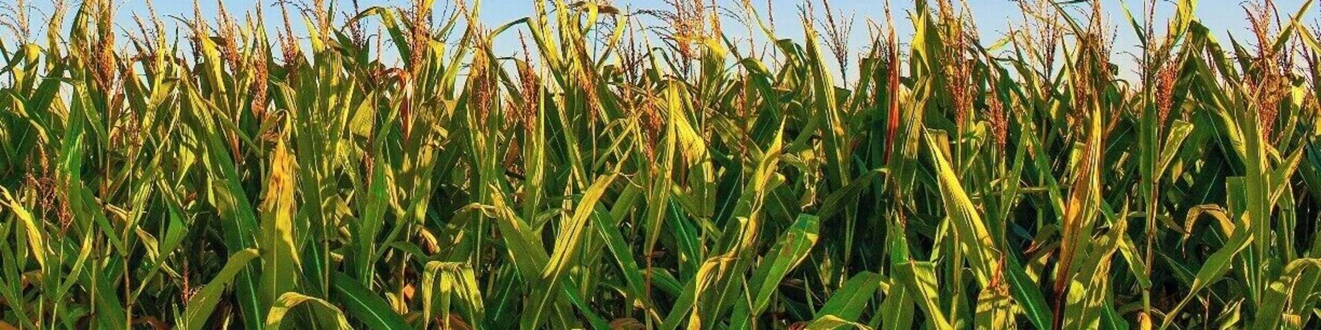 "The Cornfields of Napoleon"