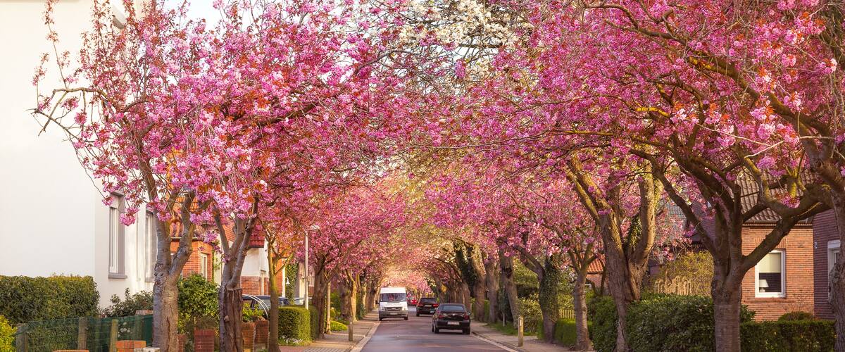 A tree-lined street with pink blossoms, residential houses, and parked cars.