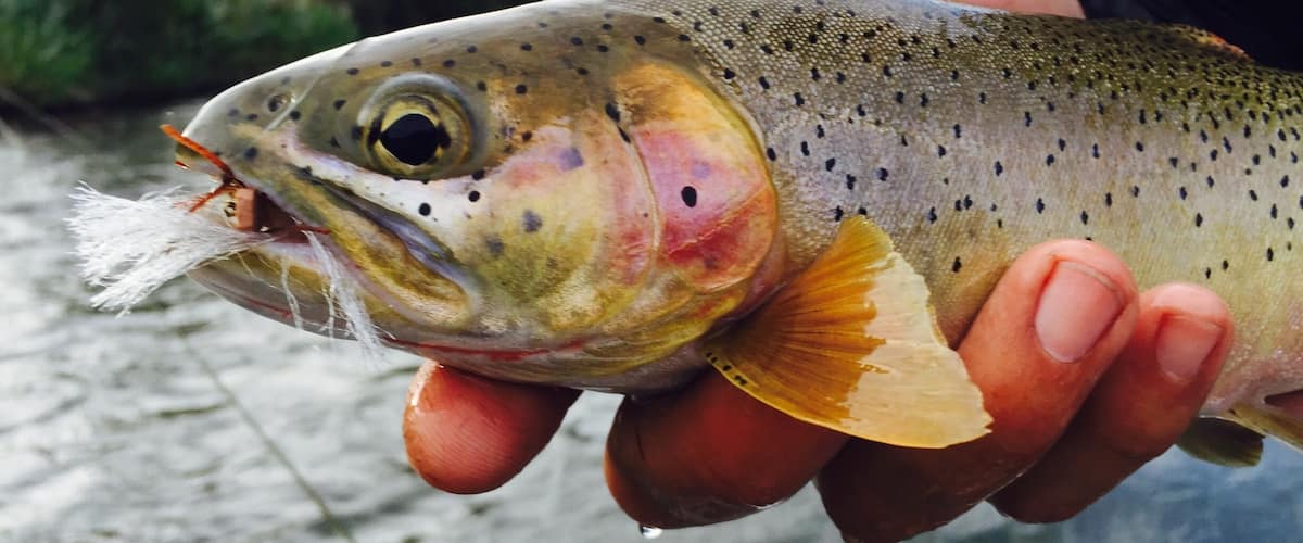 Some beautiful cutthroat trout to catch & release on the upper Yakima River.  We put in our driftboat at Bristol ($10 fee) and drifted down 5 miles to the take out the Green Bridge.  Call Rill Adventure for shuttling your car.  #waterlust
